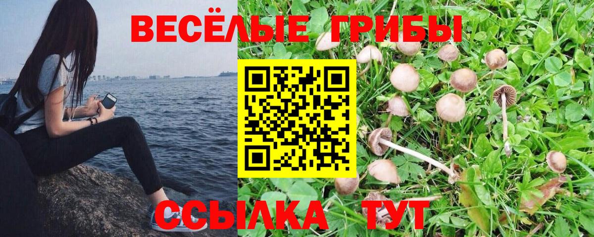 Галлюциногенные грибы GOLDEN TEACHER  Галлюциногенные грибы ЛСД  Шатура  Вход с VPN 